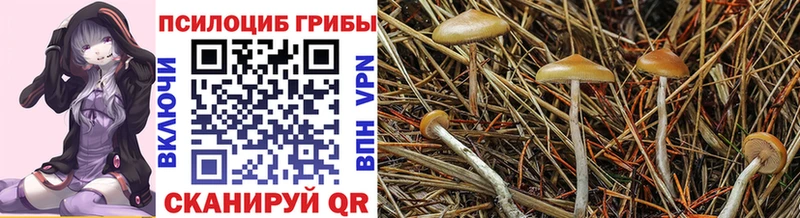 Галлюциногенные грибы Psilocybe  что такое   Лаишево 